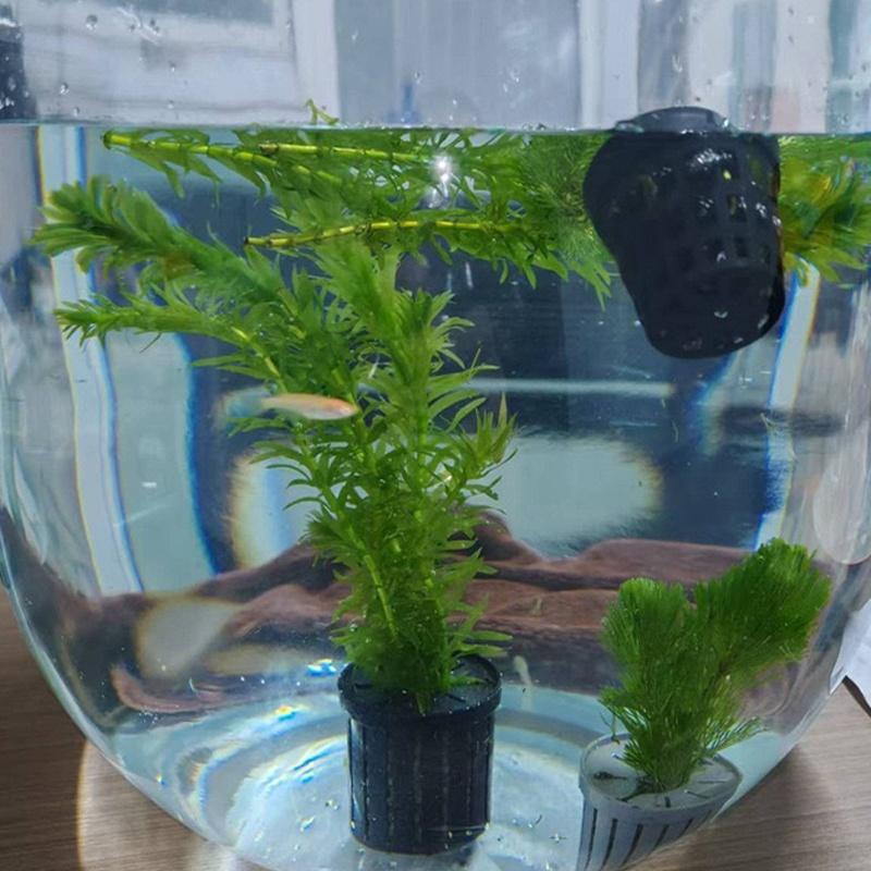 4Pcs Pet Fish Tank Landscaping - Aquarium Fish Usa reseña y precio