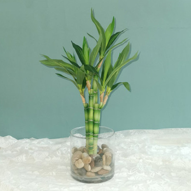 New 40cm rFtificial Lucky Bamb - Aquarium Fish Types reseña y precio