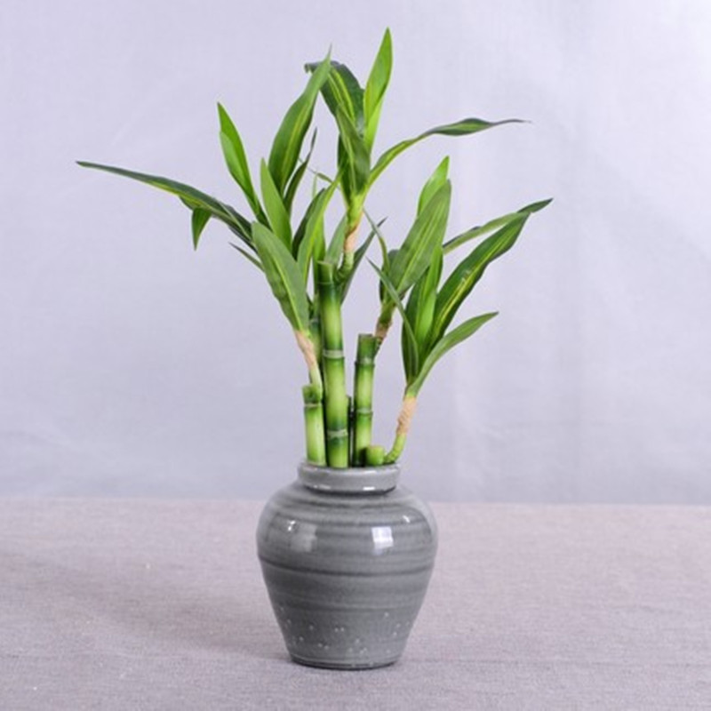 New 40cm rFtificial Lucky Bamb - Aquarium Fish Types reseña y precio