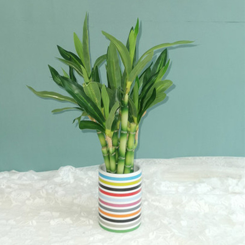 New 40cm rFtificial Lucky Bamb - Aquarium Fish Types reseña y precio