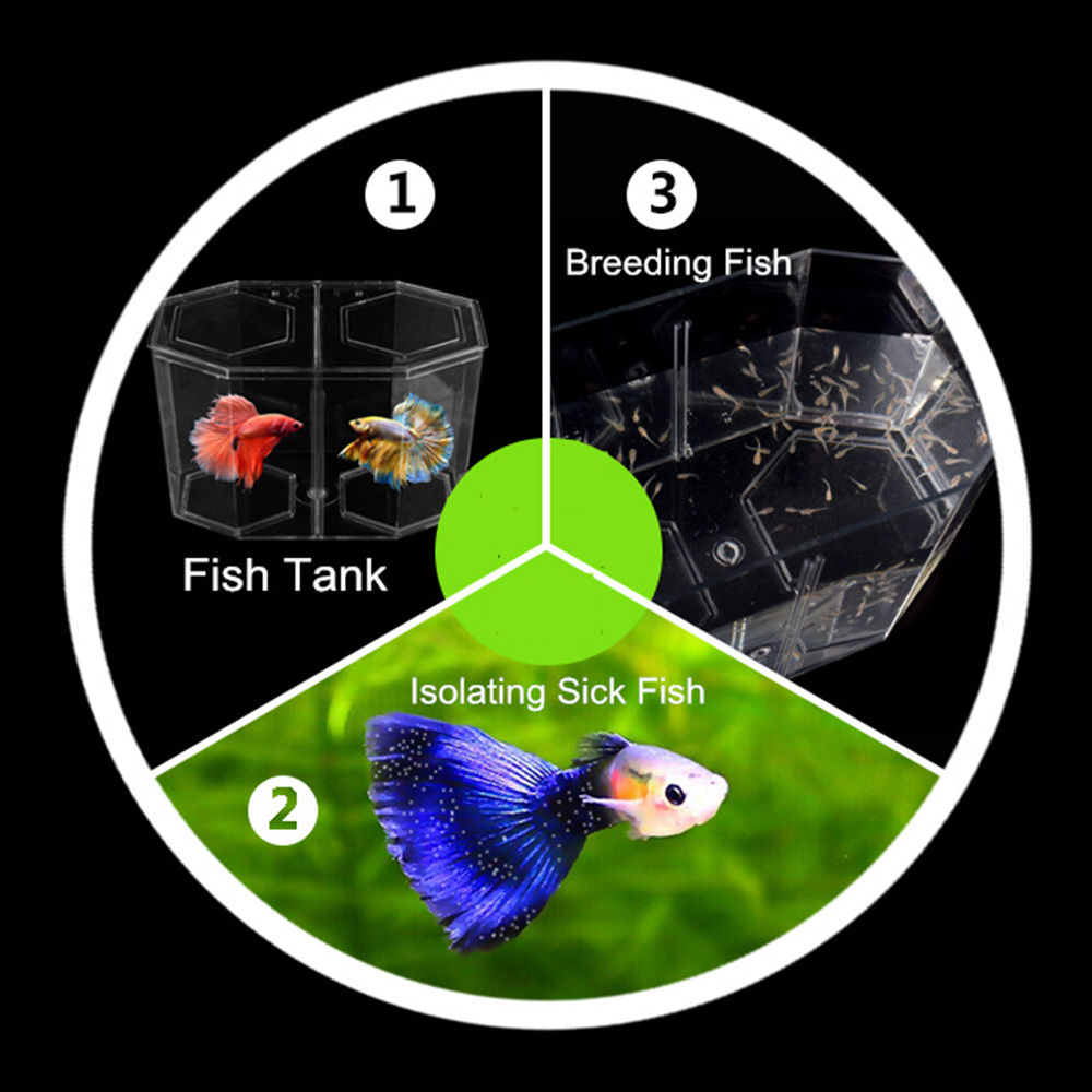 Acrylic Two Splits Guppy Fish  - Aquarium Xxl reseña y precio