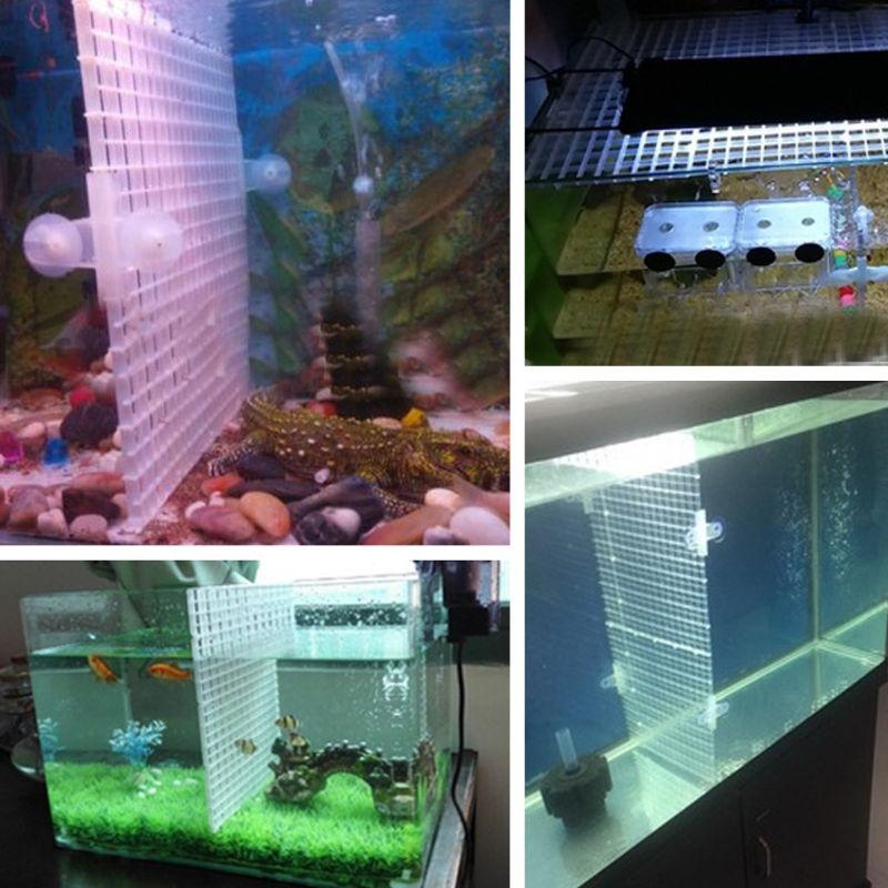 Aquarium Bottom Plate Fish for - Aquarium Fish For Sale reseña y precio