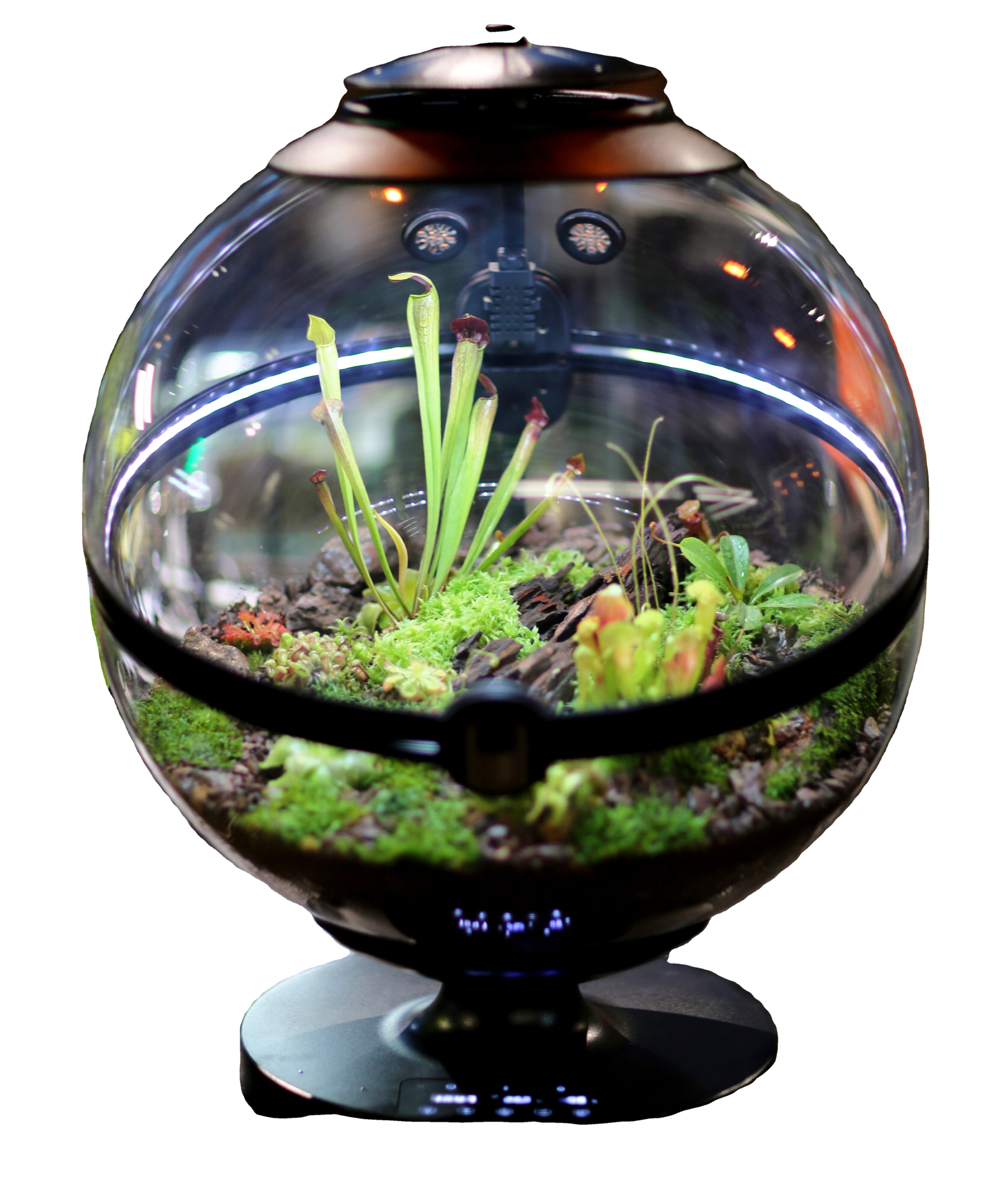 Hot Sales Acrylic Material  Ba - Aquarium Fish For Sale reseña y precio
