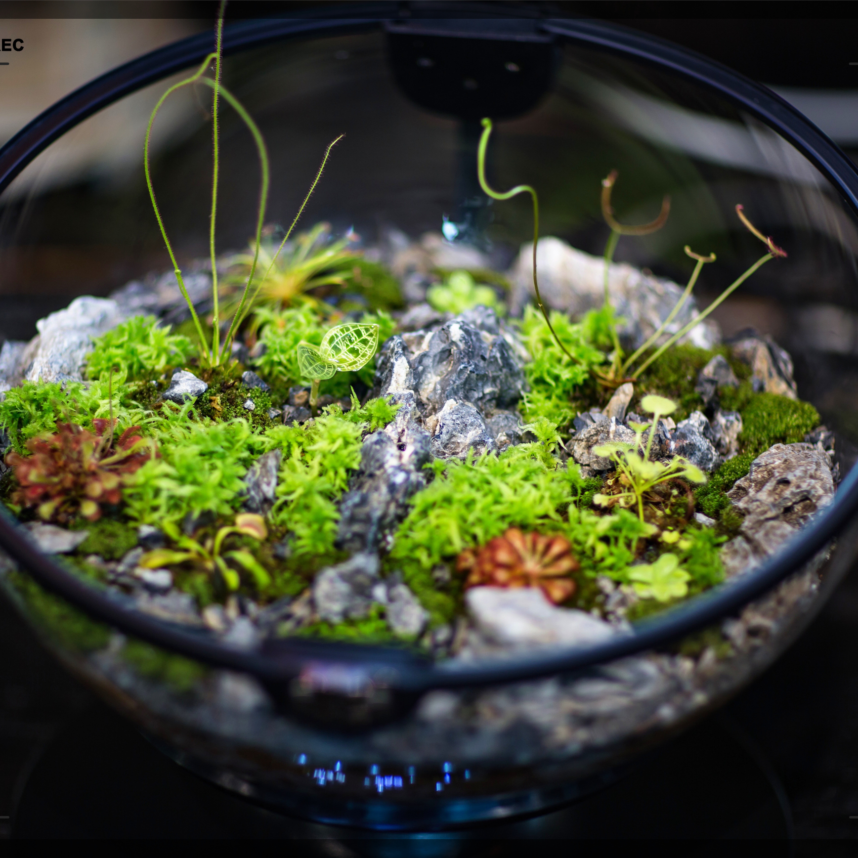 Hot Sales Acrylic Material  Ba - Aquarium Fish For Sale reseña y precio