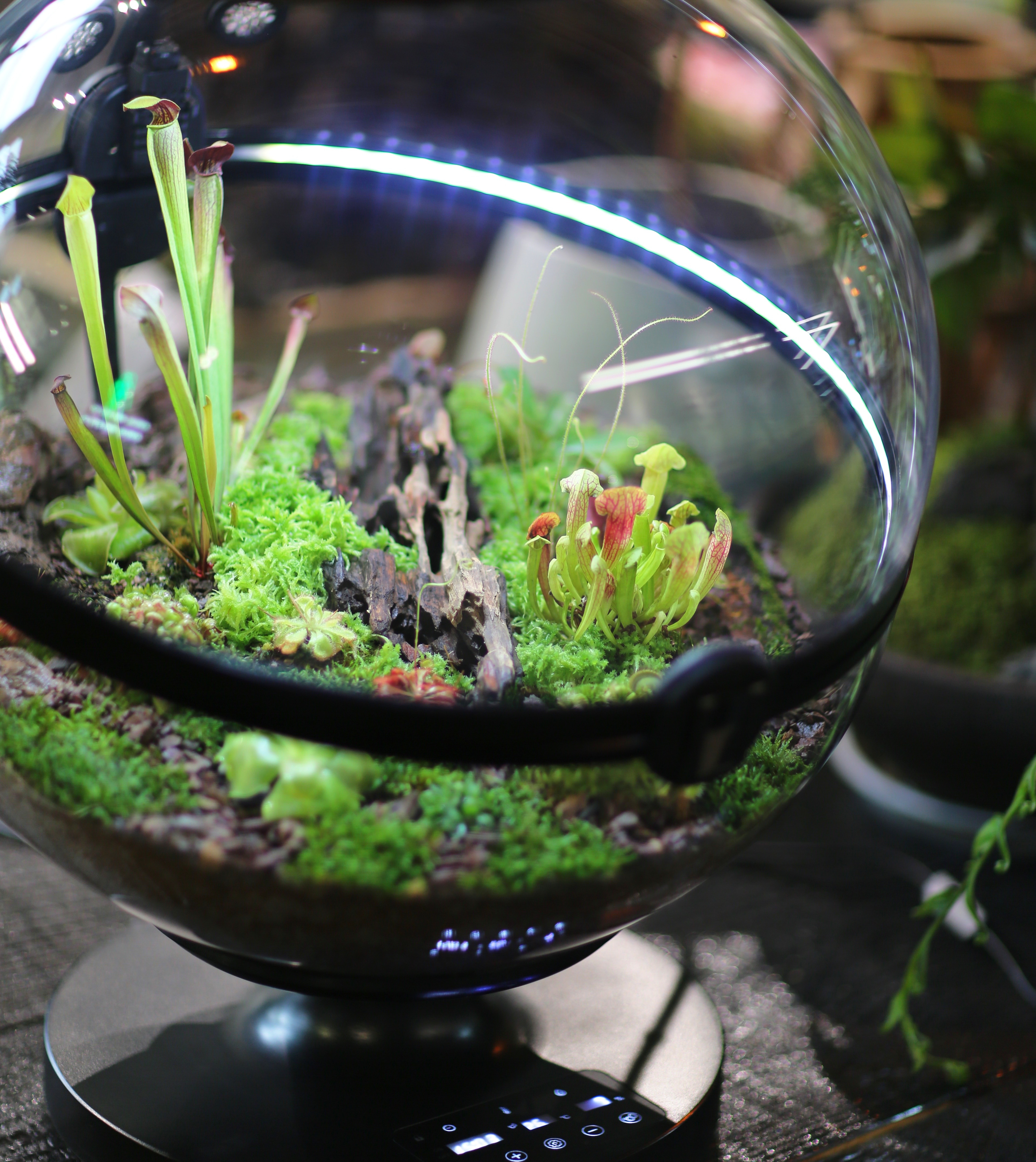 Hot Sales Acrylic Material  Ba - Aquarium Fish For Sale reseña y precio