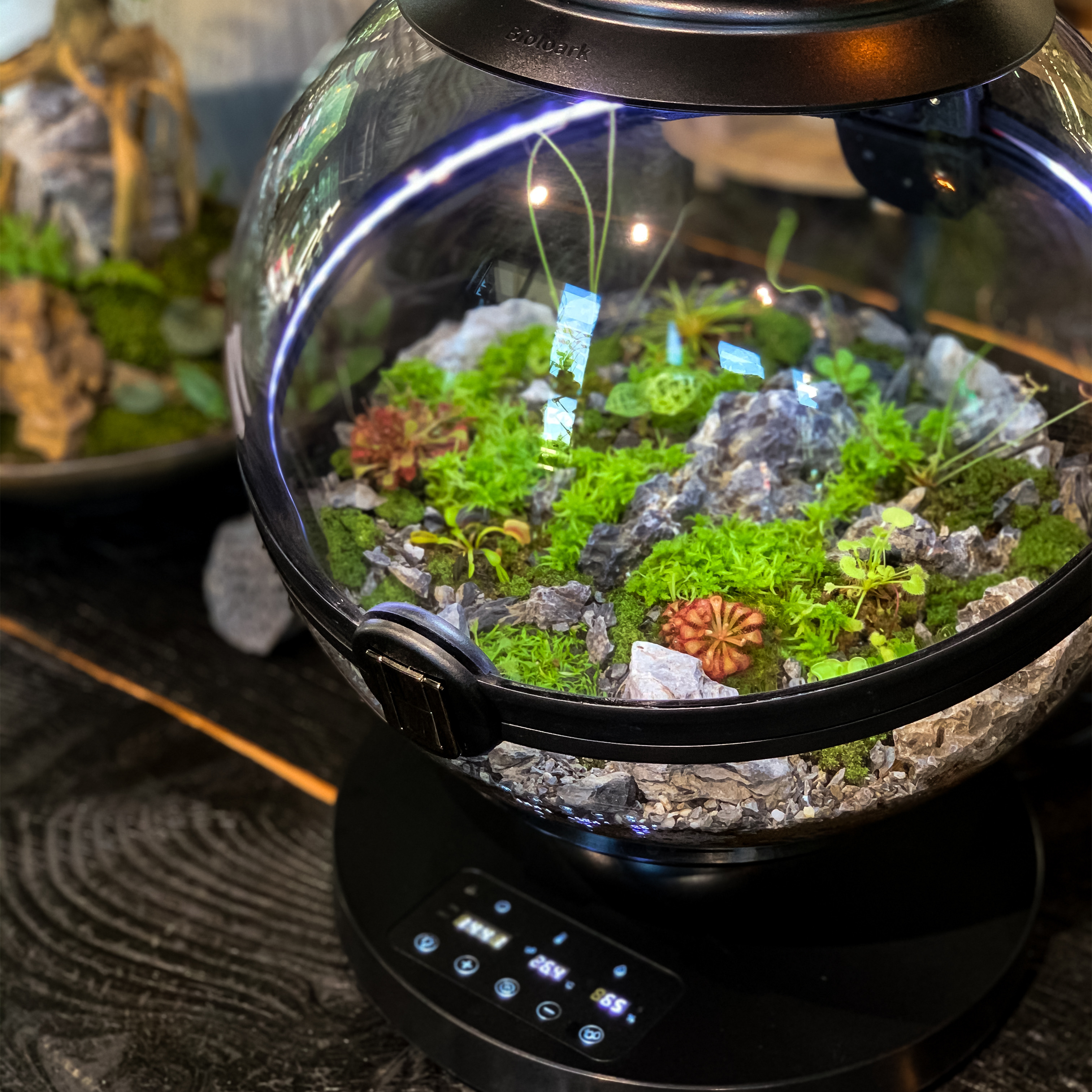 Hot Sales Acrylic Material  Ba - Aquarium Fish For Sale reseña y precio