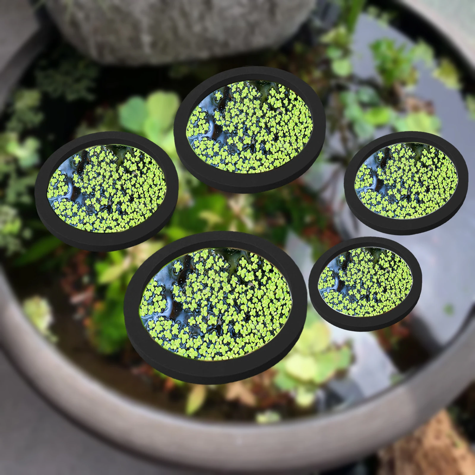 5Pcs EVA Fish Feeding Ring Aqu - Aquarium Fish Types reseña y precio