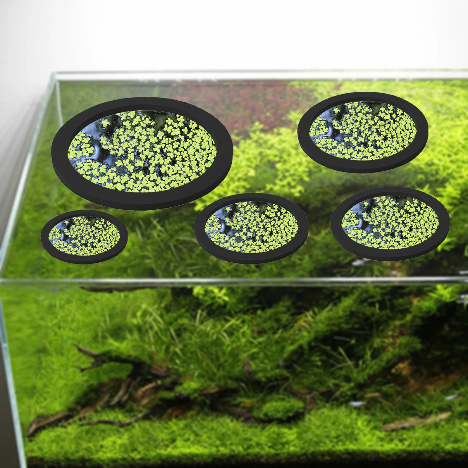 5Pcs EVA Fish Feeding Ring Aqu - Aquarium Fish Types reseña y precio