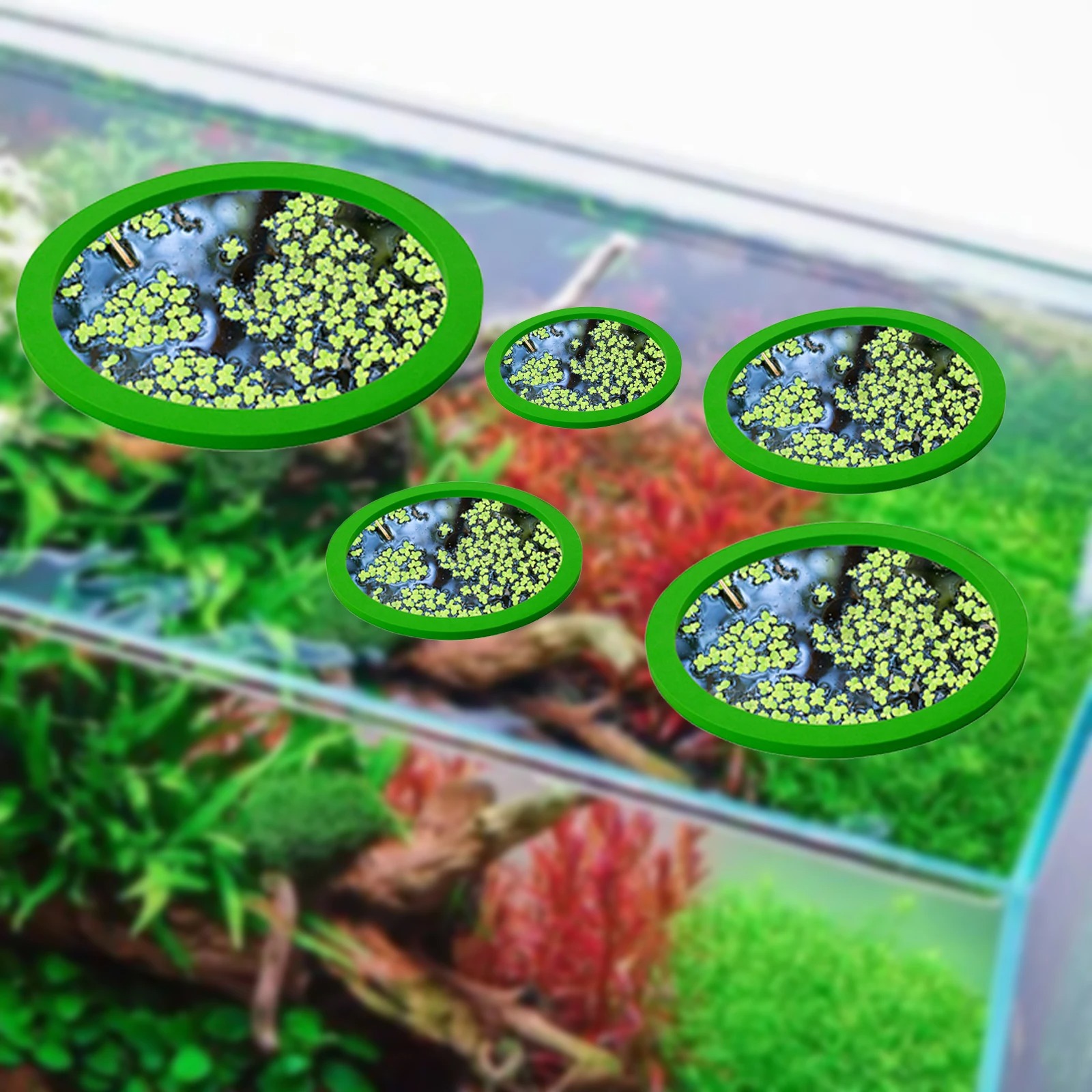 5Pcs EVA Fish Feeding Ring Aqu - Aquarium Fish Types reseña y precio