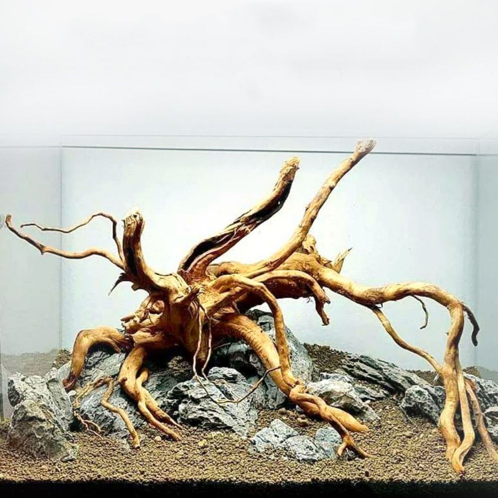 20-25CM Large Aquarium Driftwo - Aquarium Xxl reseña y precio