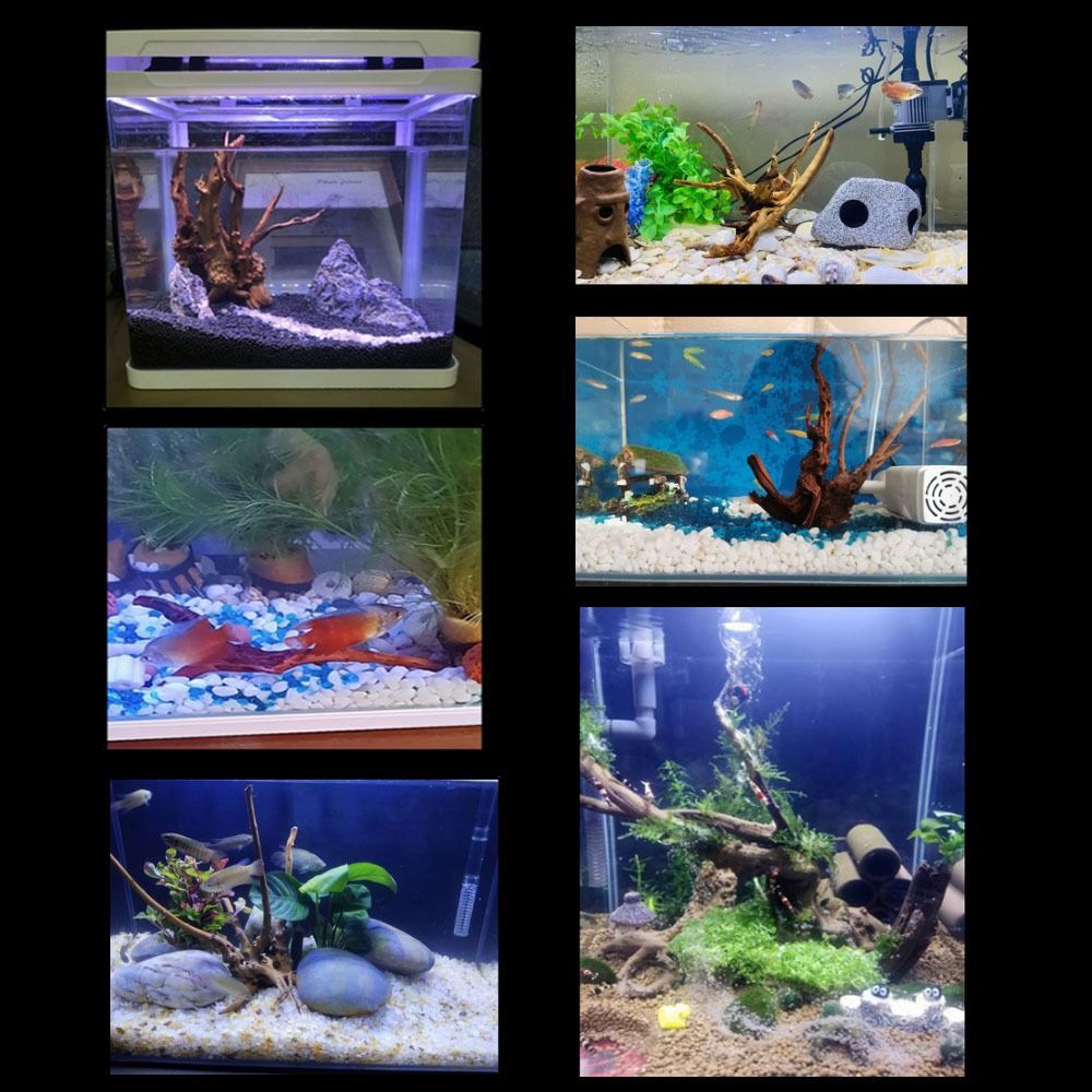 20-25CM Large Aquarium Driftwo - Aquarium Xxl reseña y precio