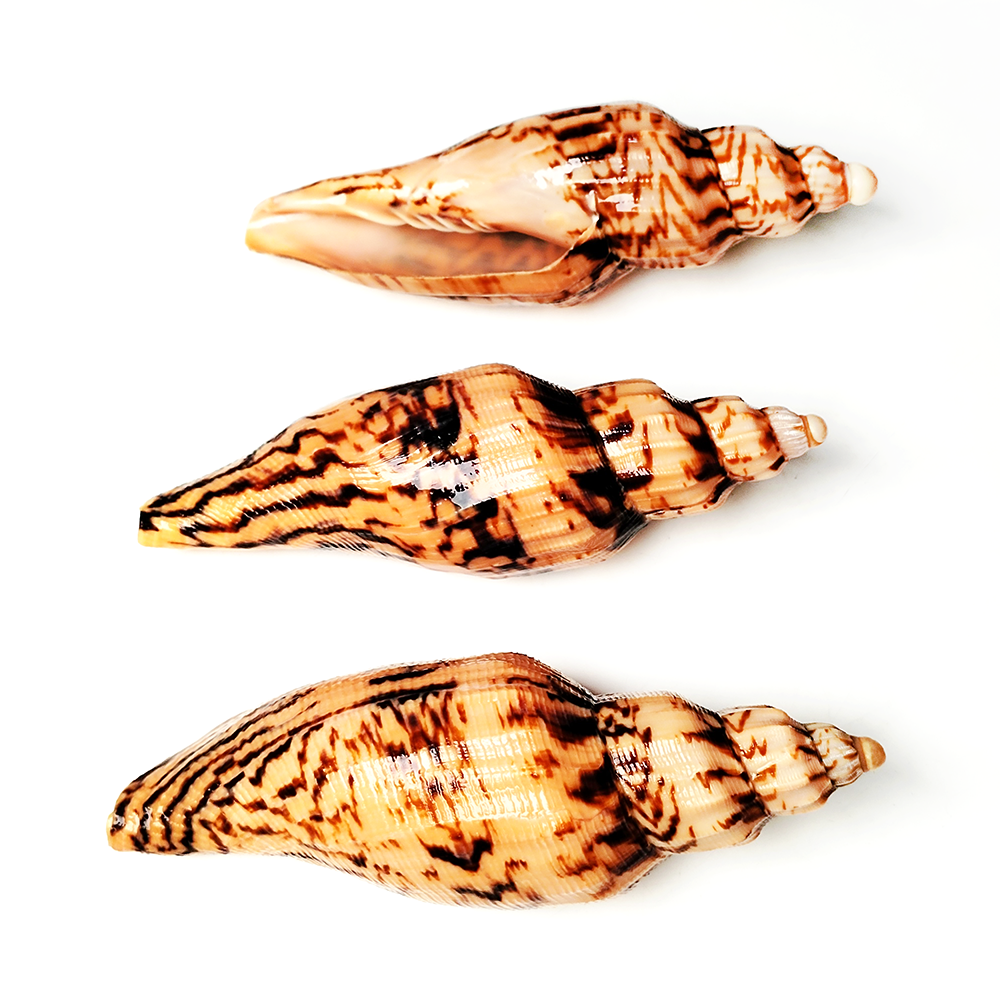 8-10CM Natural Volute Shell Fu - Aquarium Fish Names reseña y precio