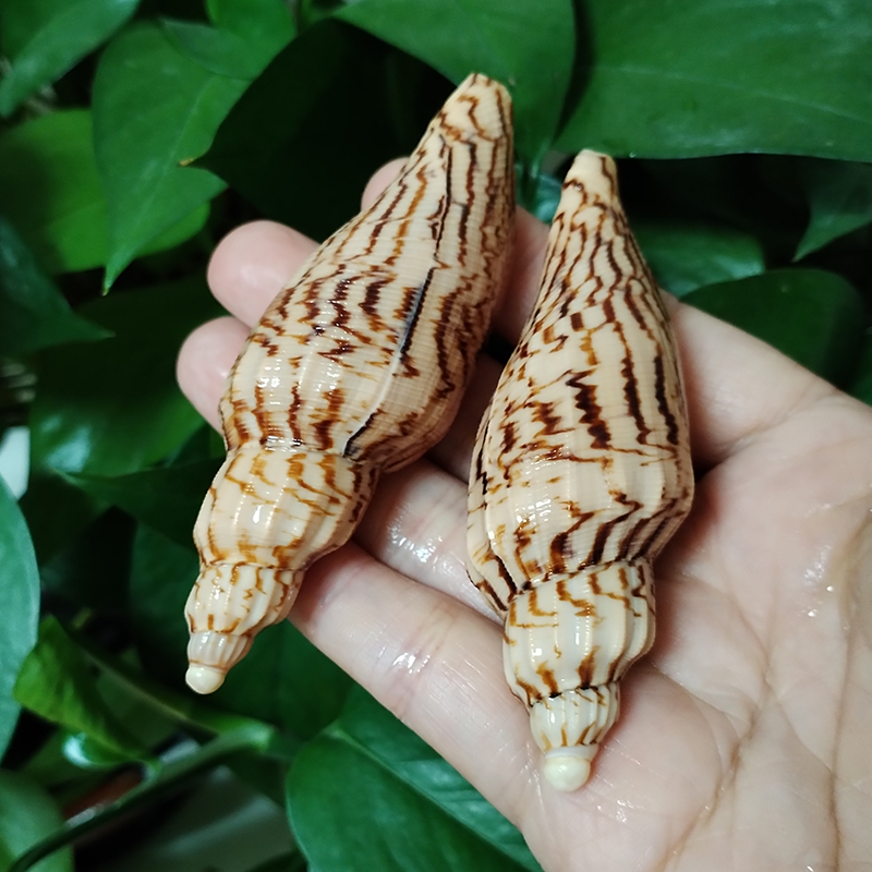 8-10CM Natural Volute Shell Fu - Aquarium Fish Names reseña y precio