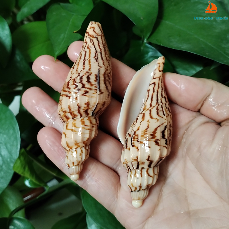 8-10CM Natural Volute Shell Fu - Aquarium Fish Names reseña y precio