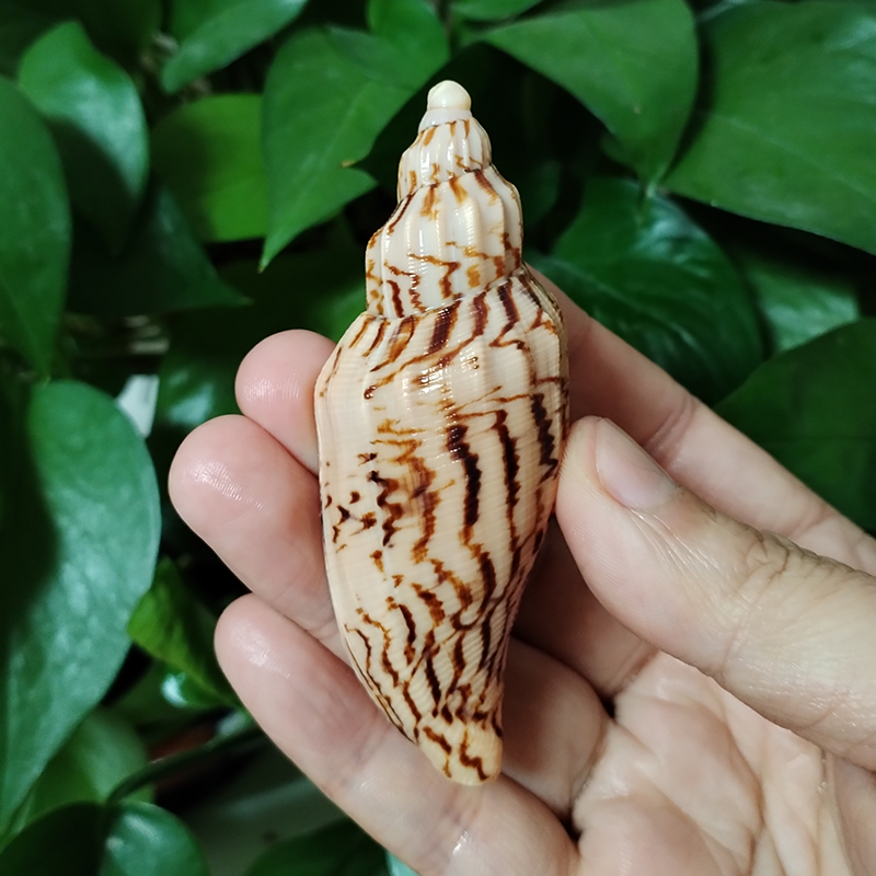 8-10CM Natural Volute Shell Fu - Aquarium Fish Names reseña y precio
